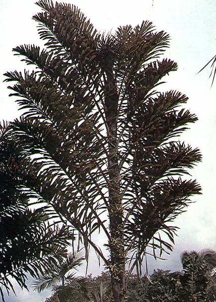 File:Wallichia disticha.jpg