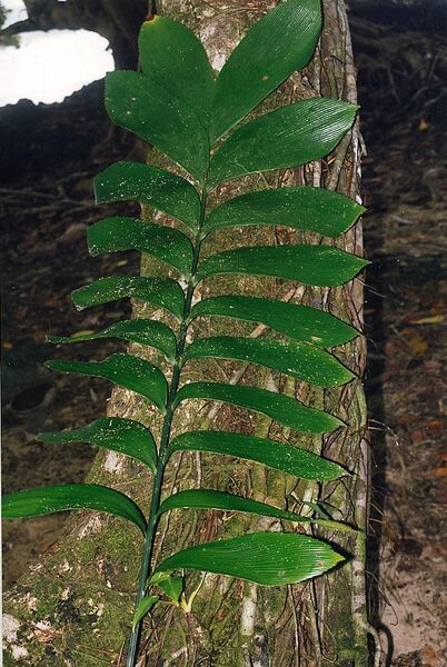 File:Zamia skinneriL.jpg