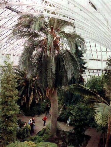 File:Botanic Gardens J chilensisL.jpg
