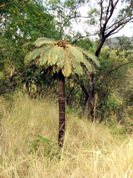 File:Cycas media03.jpg