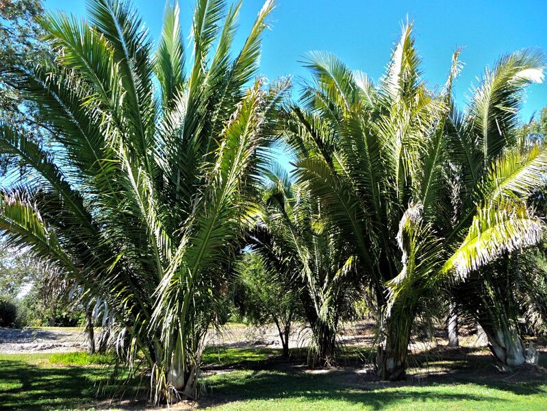 File:Attalea brejinhoensis02.jpg