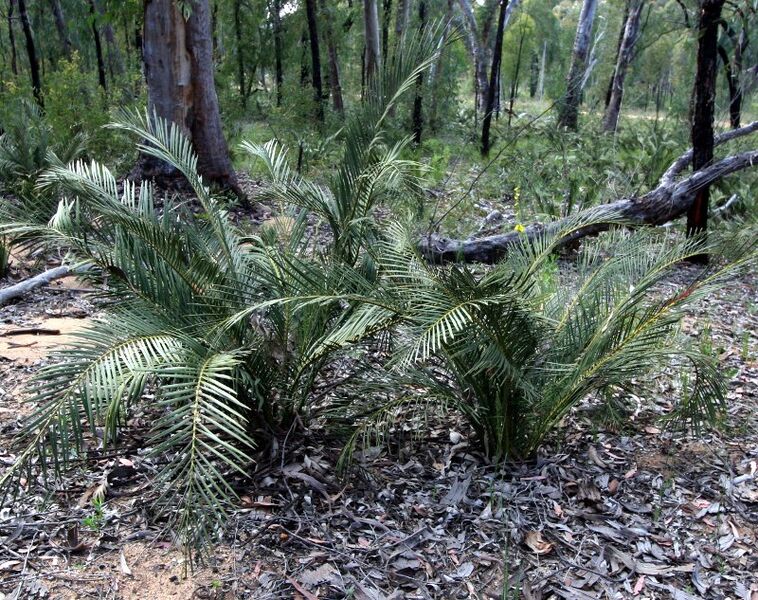 File:Macrozamia diplomera04.jpg
