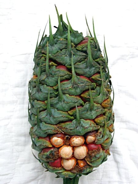 File:Macrozamia montana14.jpg