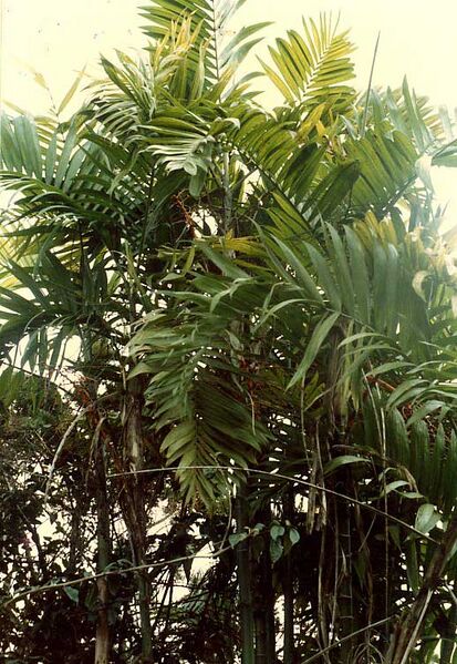 File:Chamaedorea costaricanaL-01.jpg