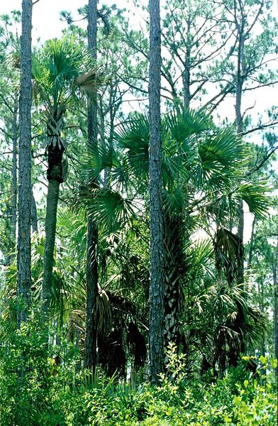 File:Sabal palmetto07.jpg