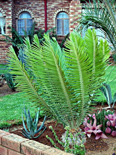 File:Encephalartos heenanii02.jpg