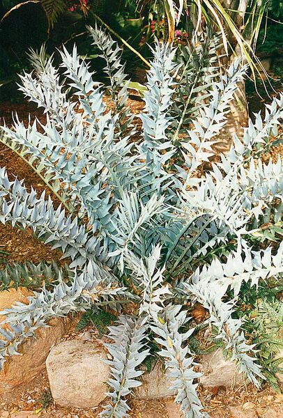 File:Encephalartos horridusL-01.jpg