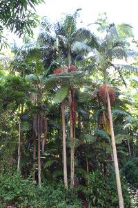 Figure 4. A. cunninghamiana with tree ferns.