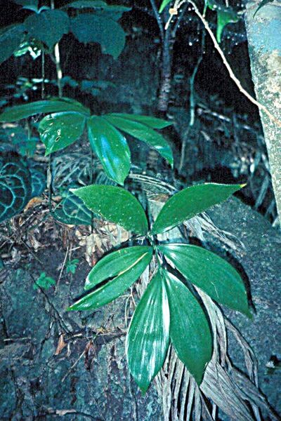 File:Zamia splendens1.jpg