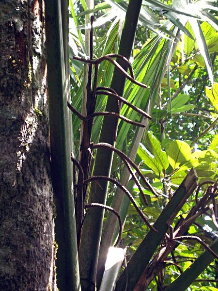 File:Satranala decussilvae04.jpg