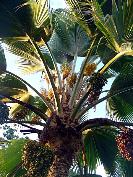 File:Pritchardia pacifica.jpg