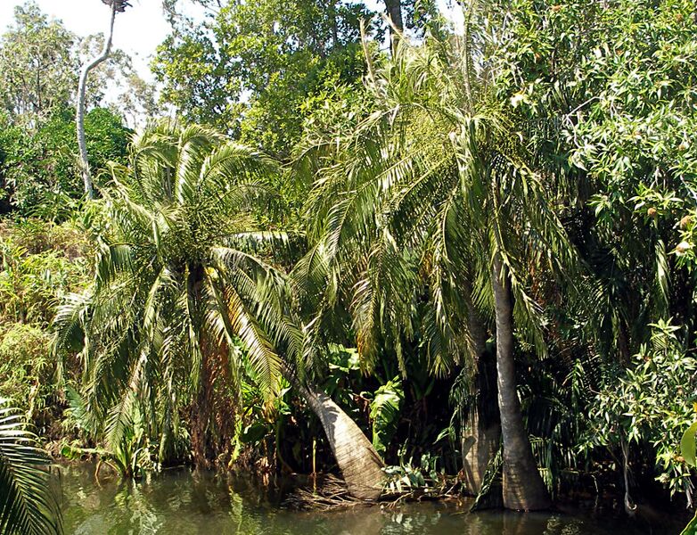 File:Ravenea musicalis03.jpg