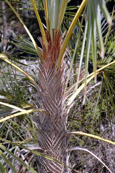 File:Coccothrinax ekmanii02.jpg