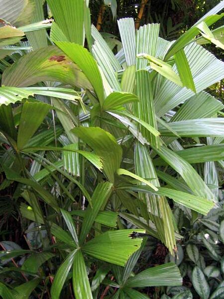 File:Licuala rumphii.jpg