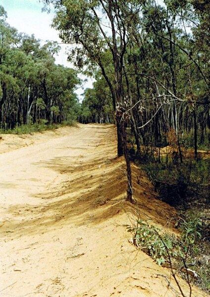 File:Macrozamia diplomera19.jpg