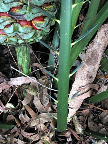 File:Macrozamia montana17.jpg
