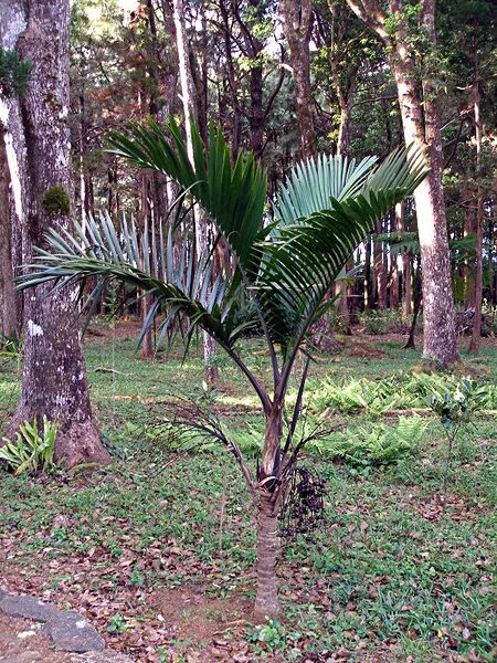 File:Hyophorbe vaughanii.jpg