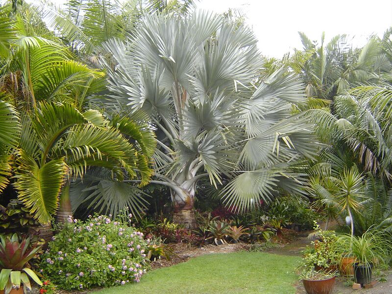 File:Pacsoa Show 6.jpg