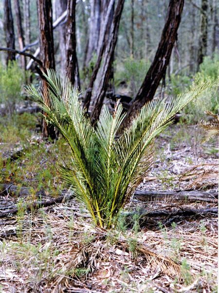 File:Macrozamia diplomera03.jpg