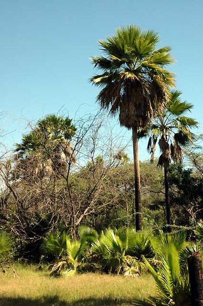 File:Copernicia berteroana.jpg