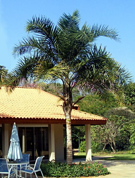 File:Syagrus picrophylla03.jpg