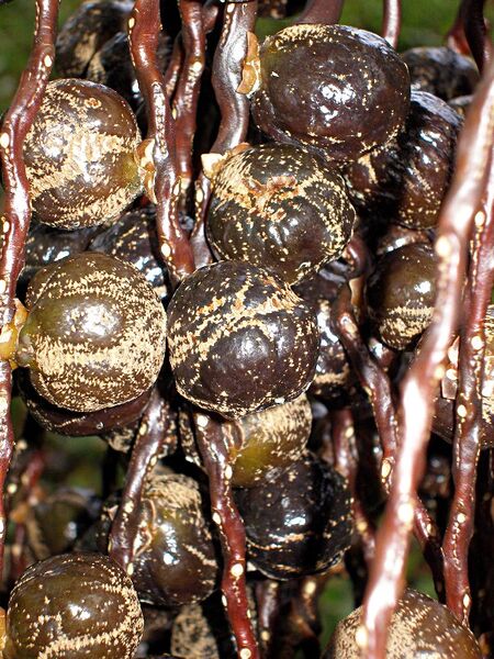 File:Hyophorbe vaughanii05.jpg