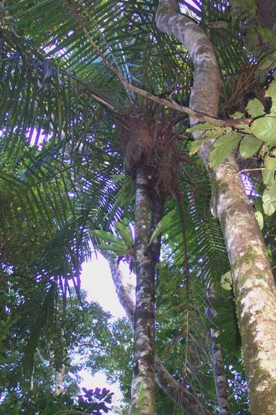 File:Dypsis fibrosa06.jpg