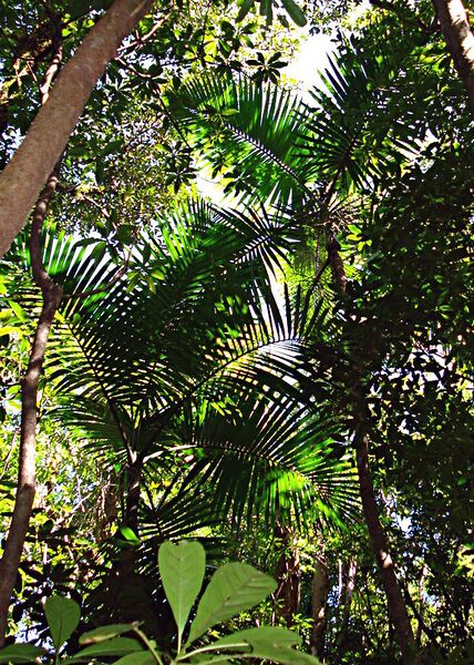 File:Hyophorbe indica05.jpg