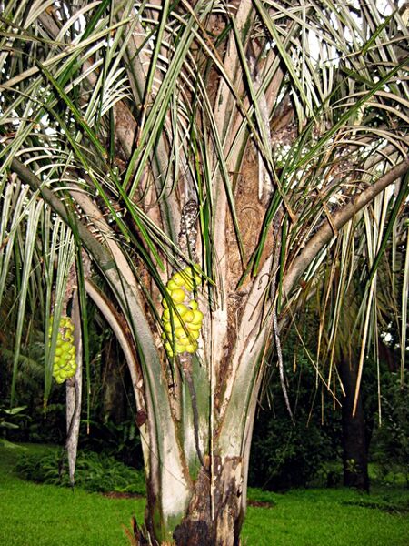 File:Allagoptera caudescens04.jpg