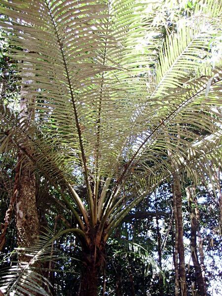 File:Oraniopsis appendiculata02.jpg