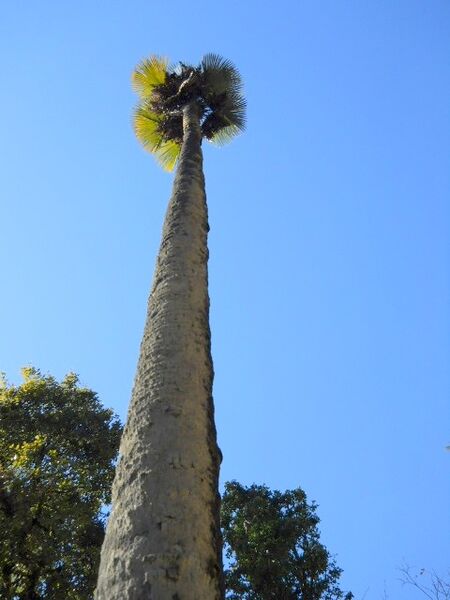 File:Trachycarpus takil02.jpg