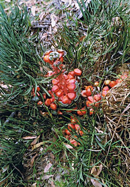 File:Macrozamia glaucophylla03.jpg