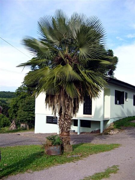 File:Trithrinax acanthocoma02.jpg