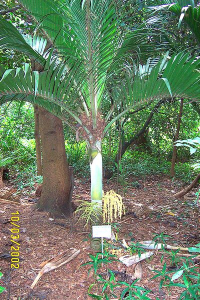 File:Hedyscepe.jpg
