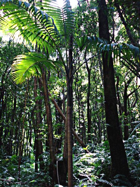 File:Hyophorbe indica.jpg