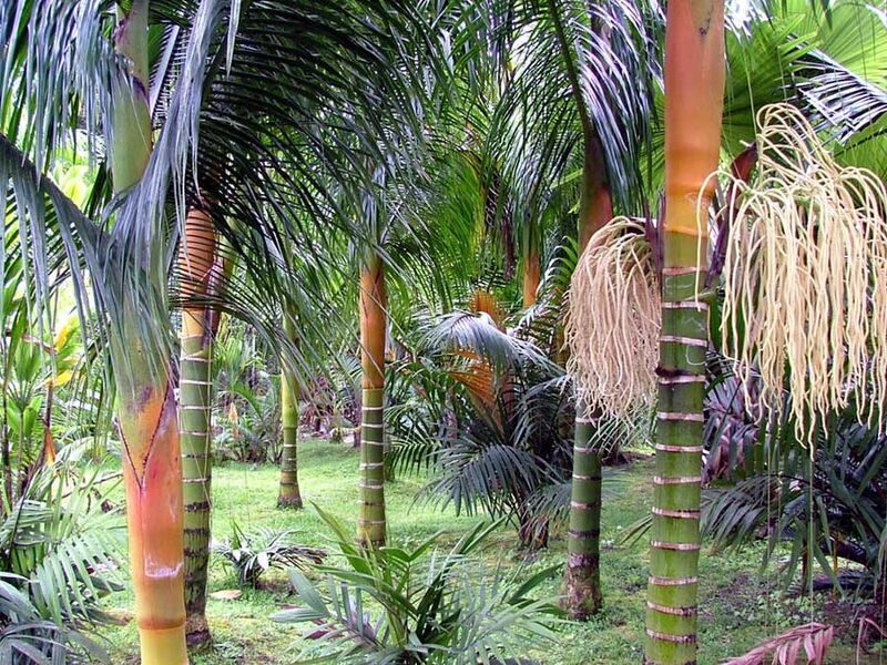 File:Dypsis pilulifera09.jpg