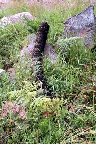 File:Encephalartos laevifoliusB06.jpg