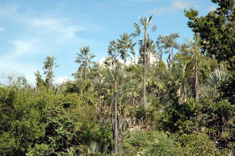 File:Coccothrinax ekmanii04.jpg
