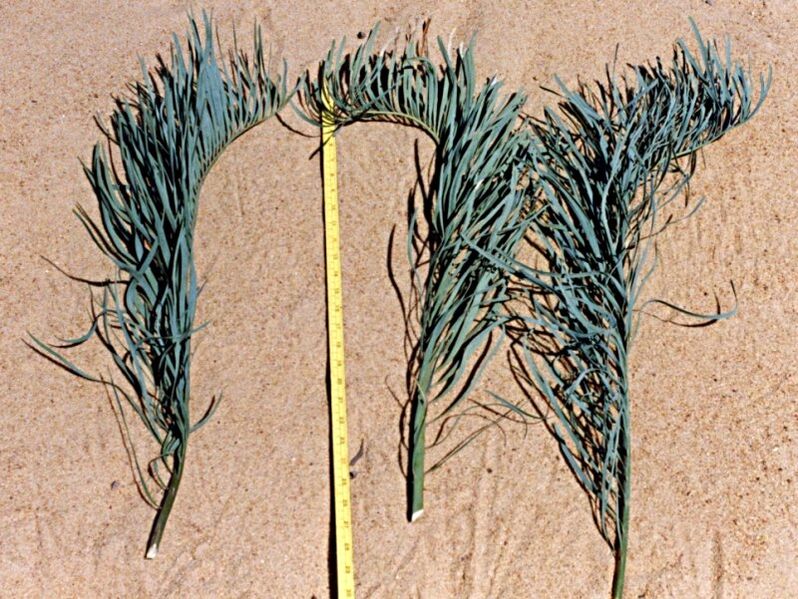File:Macrozamia glaucophylla10.jpg