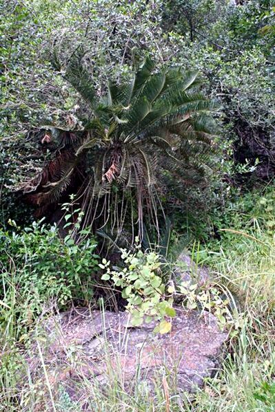 File:Encephalartos laevifoliusB.jpg