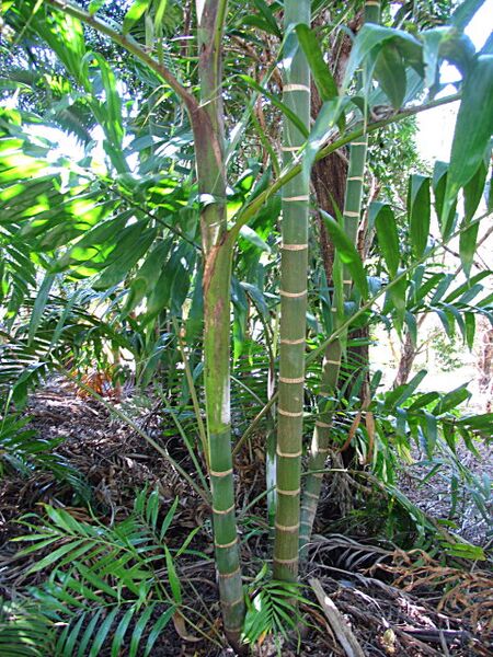 File:Dypsis lanceolata03.jpg