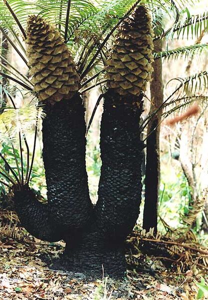 File:Lepidozamia peroffskyana04.jpg