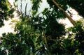 Thumbnail for version as of 08:42, 9 June 2024