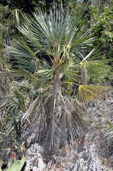 File:Coccothrinax ekmanii.jpg