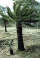 Thumbnail for version as of 09:15, 9 June 2024