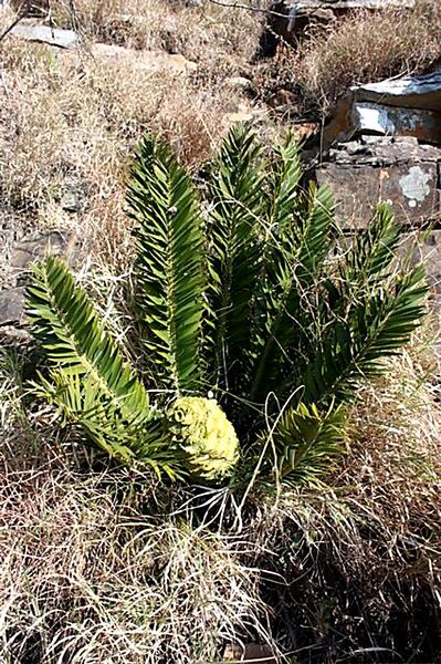 File:Encephalartos caffer04.jpg