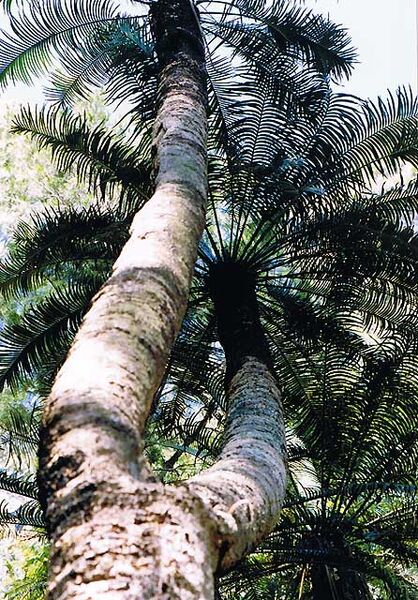 File:Lepidozamia peroffskyana06.jpg