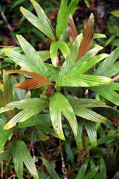 File:Dypsis hildebrandtii02.jpg