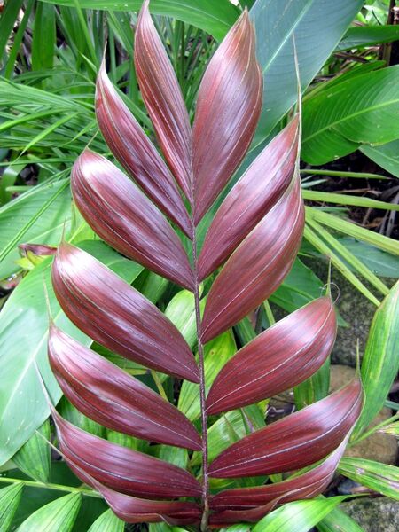 File:Calyptrocalyx pachystachys03.jpg