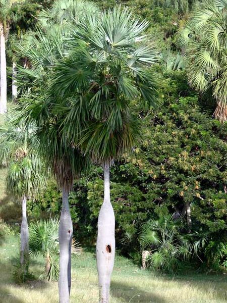 File:Coccothrinax spissa02.jpg